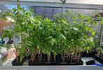 Tomatenplanten te koop (verschillende soorten), Tuin en Terras, Planten | Tuinplanten, Ophalen, Volle zon, Groenteplanten, Eenjarig