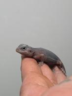 Hypo Zero Trans, le dragon barbu aux cheveux blancs, Animaux & Accessoires, Juin, Domestique