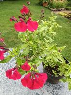 Salvia Greggi Mirage, Tuin en Terras, Ophalen, Volle zon