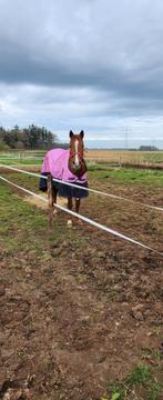 Weidemaatje/fokmerrie te koop quarter merrie, Dieren en Toebehoren, Paarden, ZZ, Gechipt, 11 jaar of ouder, Merrie