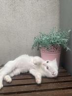 Bristh korthaar Kittens zoeken nieuwe baasje, Dieren en Toebehoren, Katten en Kittens | Raskatten | Korthaar, Kater, Met stamboom