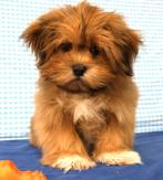 Super mooie Lhasa Apso pups!, Dieren en Toebehoren, Honden | Chihuahua's en Gezelschapshonden, 15 weken tot 1 jaar, Overige rassen