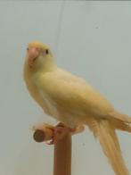 Kakariki, Dieren en Toebehoren