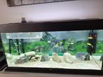 AQUARIUM JUWEL 180L A VENDRE, Enlèvement, Comme neuf