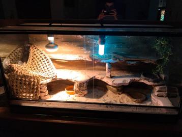 Baardagaam te koop 5 jaar oud  beschikbaar voor biedingen