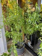 Krulwilg meerstammig 150-200 cm, Tuin en Terras, Ophalen