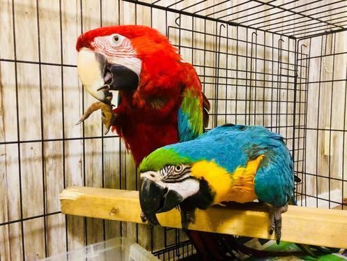GEZOCHT/INKOOP/GEVRAAGD: DIVERSE PARKIETEN & PAPEGAAIEN, Dieren en Toebehoren, Vogels | Parkieten en Papegaaien, Papegaai, Meerdere dieren