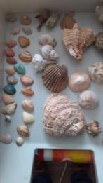 coquillages et divers, Collections, Minéraux & Fossiles, Enlèvement, Coquillage(s)