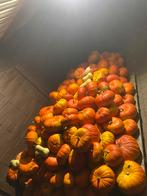 Pompoenen ( bio ), Diversen, Ophalen