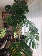 Trendyplant groot en mooi Monstera, Huis en Inrichting, Kamerplanten, Ophalen of Verzenden