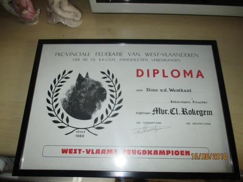 kader diploma hond 1980 west vlaams jeugdkampioen, Verzamelen, Militaria | Algemeen, Overige soorten, Overige typen, Ophalen of Verzenden