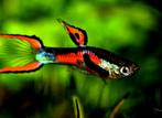 Red bar endlers, Animaux & Accessoires, Poisson