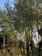 wilgentakken gratis op te halen, Tuin en Terras, Planten | Bomen, Ophalen