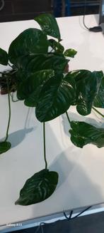 Anubias sur bois de pierre S, Enlèvement ou Envoi, Neuf, Plante(s), Pierre ou Bois