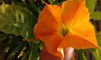 brugmansia s geel (oranje), Ophalen
