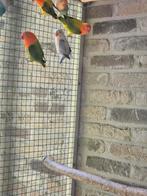 Fischeri opaline/euwing, Dieren en Toebehoren, Meerdere dieren, Dwergpapegaai of Agapornis, Geringd