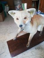 Très beau renard empaillé, Enlèvement