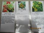 Tomaten voor balkon, Tuin en Terras, Planten | Tuinplanten, Ophalen, Eenjarig, Groenteplanten, Volle zon
