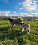 Walliser schwarznase schapen, Mouton, Femelle