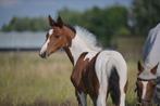 Bont hengstenveulen met springafstamming, Dieren en Toebehoren, Paarden, Springpaard, 0 tot 2 jaar, Hengst, Onbeleerd