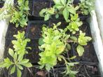 Pachysandra, campanulla, lysimachia en andere, Tuin en Terras, Ophalen, Bodembedekkers, Vaste plant, Halfschaduw