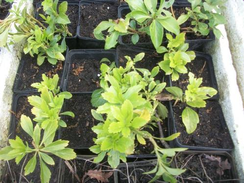 Pachysandra, campanulla, lysimachia en andere, Tuin en Terras, Planten | Tuinplanten, Vaste plant, Bodembedekkers, Halfschaduw