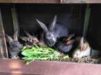konijnen, Dieren en Toebehoren, Meerdere dieren, Groot, 0 tot 2 jaar