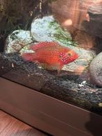 Groep (7) red acara’s te koop, Dieren en Toebehoren, Vissen | Aquariumvissen