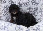 Cavapoo pup puber reutje, Dieren en Toebehoren, 15 weken tot 1 jaar, Buitenland, CDV (hondenziekte), Eén hond