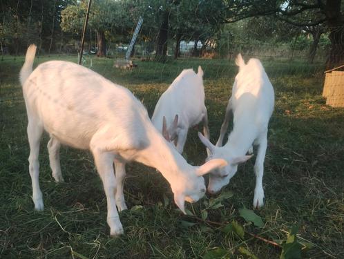 Geitenbokjes, Dieren en Toebehoren, Schapen, Geiten en Varkens, Geit