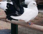 Te koop 2 pauwstaart duifjes met zwarte staart, Dieren en Toebehoren
