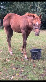 Quarter veulen, Dieren en Toebehoren, Paarden, Merrie