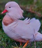 Mandarijneenden - eenden - siereenden, Dieren en Toebehoren, Pluimvee