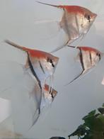 Manacupuru red te koop !!, Zoetwatervis, Schoolvis