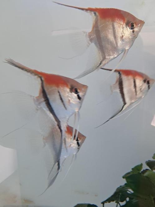 Manacupuru red te koop !!, Dieren en Toebehoren, Vissen | Aquariumvissen, Zoetwatervis, Schoolvis