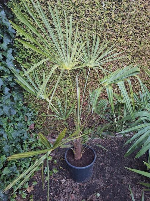Jonge (redelijk) winterharde palmbomen (Trachycarpus fortune, Tuin en Terras, Planten | Bomen, Palmboom, Minder dan 100 cm, Halfschaduw