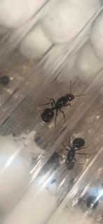Messor barbarus queen+broed / mieren ant kolonie, Mieren