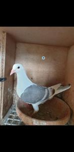 Pigeon Voyageur Couleur, Postduif