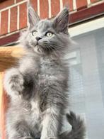 Maine Coon Blue Smoke  poesje stamboom uit Russisch lijnen!, Poes, Gechipt, 0 tot 2 jaar