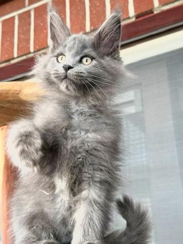 Maine Coon Blue Smoke  poesje stamboom uit Russisch lijnen! beschikbaar voor biedingen