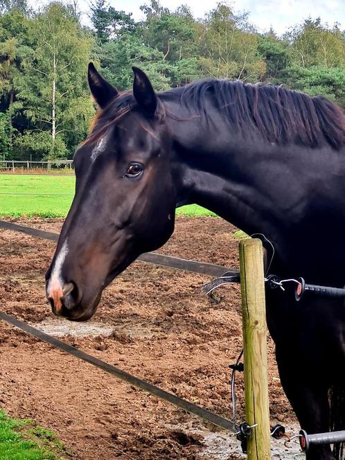 Spring gefokte ruin, Dieren en Toebehoren, Paarden, Ruin, Zadelmak, 3 tot 6 jaar, Springpaard, Met stamboom, Gechipt, Ontwormd