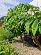 Tetrapanax papyrifera (Rijstpapieren plant), Ophalen, Zomer, Vaste plant