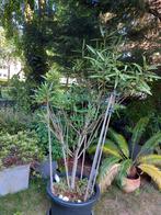 Oleander, Tuin en Terras, Planten | Tuinplanten, Ophalen, Volle zon
