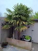 Palmboom (stam 200 cm), Jardin & Terrasse, Plantes | Arbres, Enlèvement, Palmier