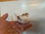 Gloster-kanarie, Dieren en Toebehoren, Mannelijk, Geringd