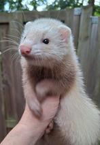 Fretten pups, Dieren en Toebehoren, Overige Dieren, Mei, Meerdere dieren