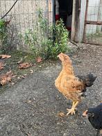 Jong haantje zoekt een liefdevolle thuis, Dieren en Toebehoren, Pluimvee, Mannelijk, Kip