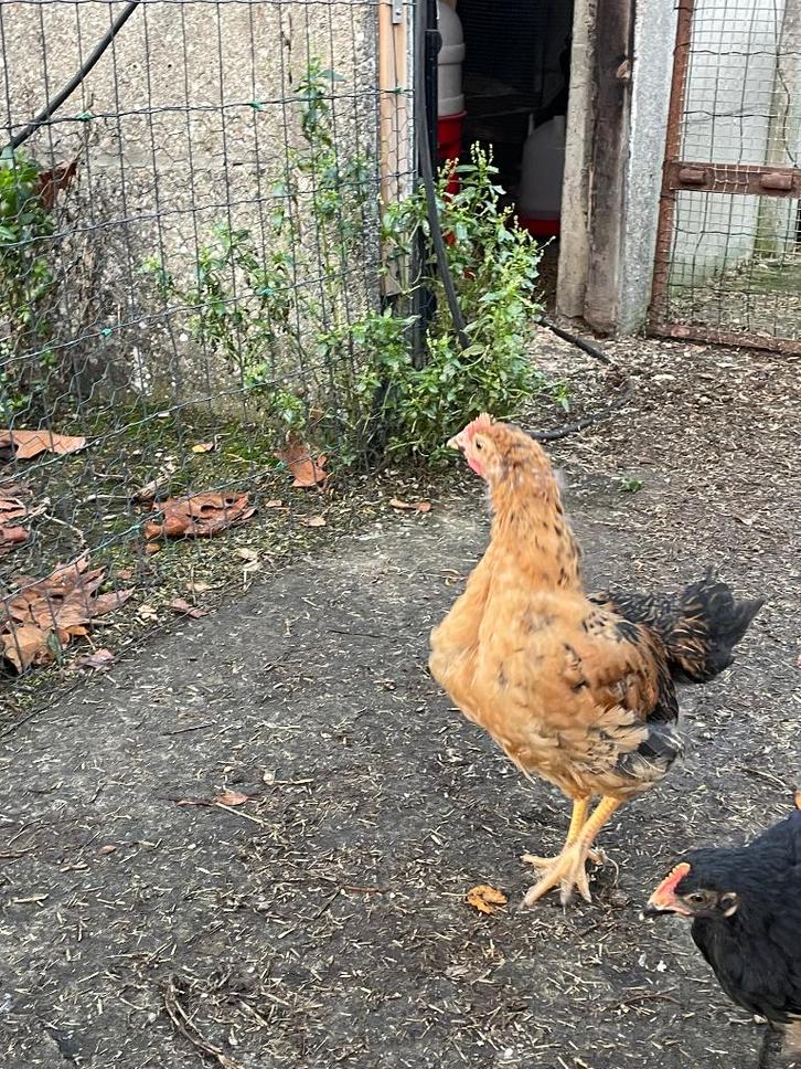 Jong haantje zoekt een liefdevolle thuis, Dieren en Toebehoren, Pluimvee, Kip, Mannelijk