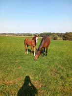 Bwp hengsteveulen, Dieren en Toebehoren, Paarden