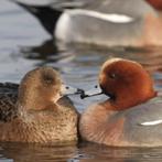 europese smient @ paradijshof, Dieren en Toebehoren, Pluimvee, Meerdere dieren, Eend